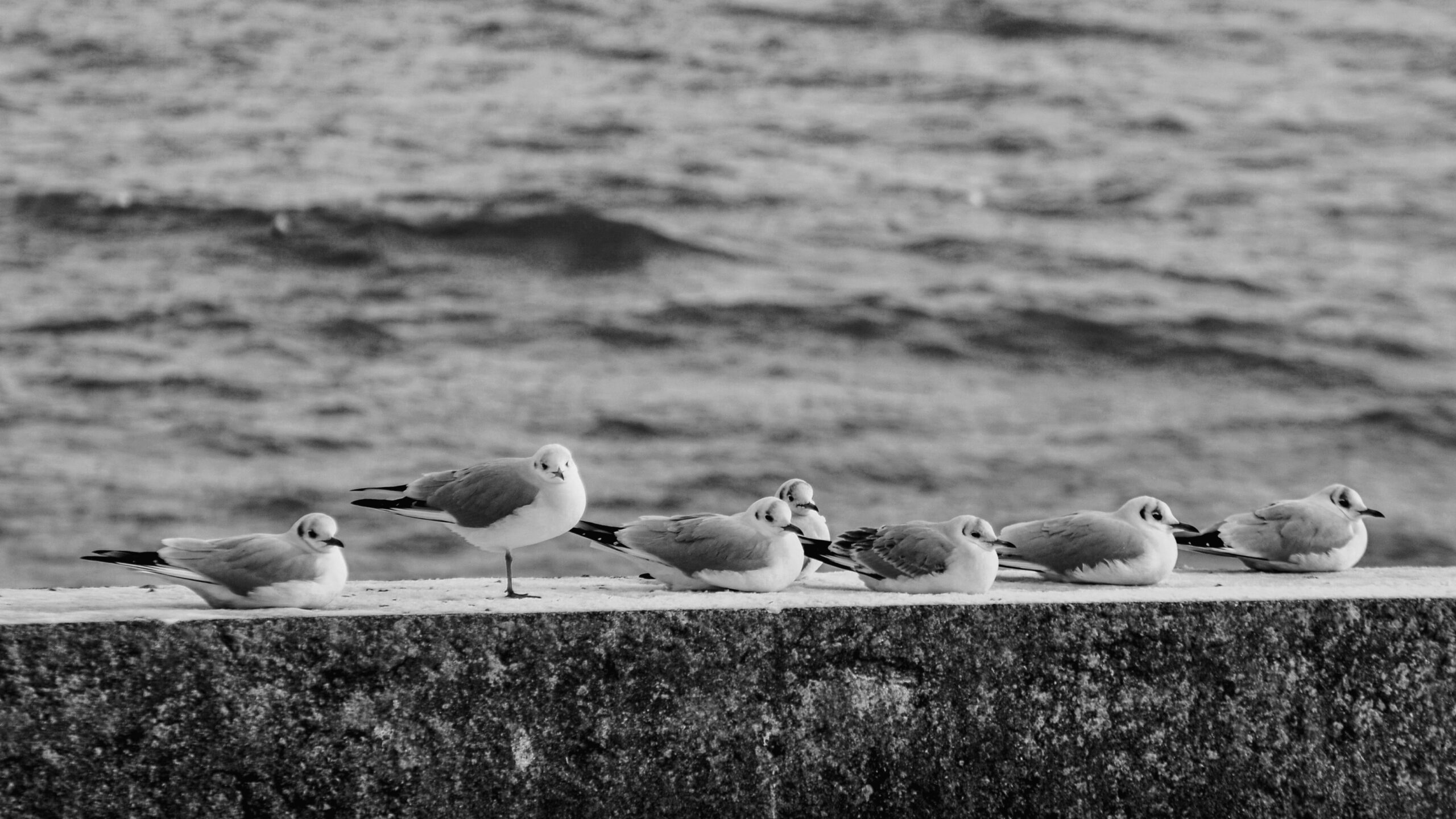 Tranquil scene of seagulls perched beside the calm sea