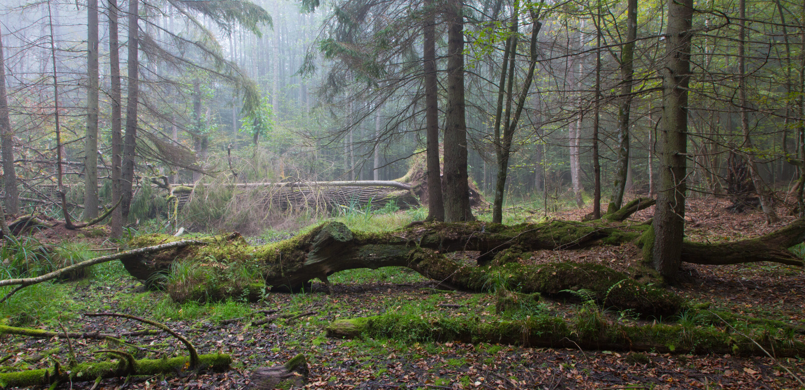 Summer landscape of old forest and broken moss wrapped tree lying in mist